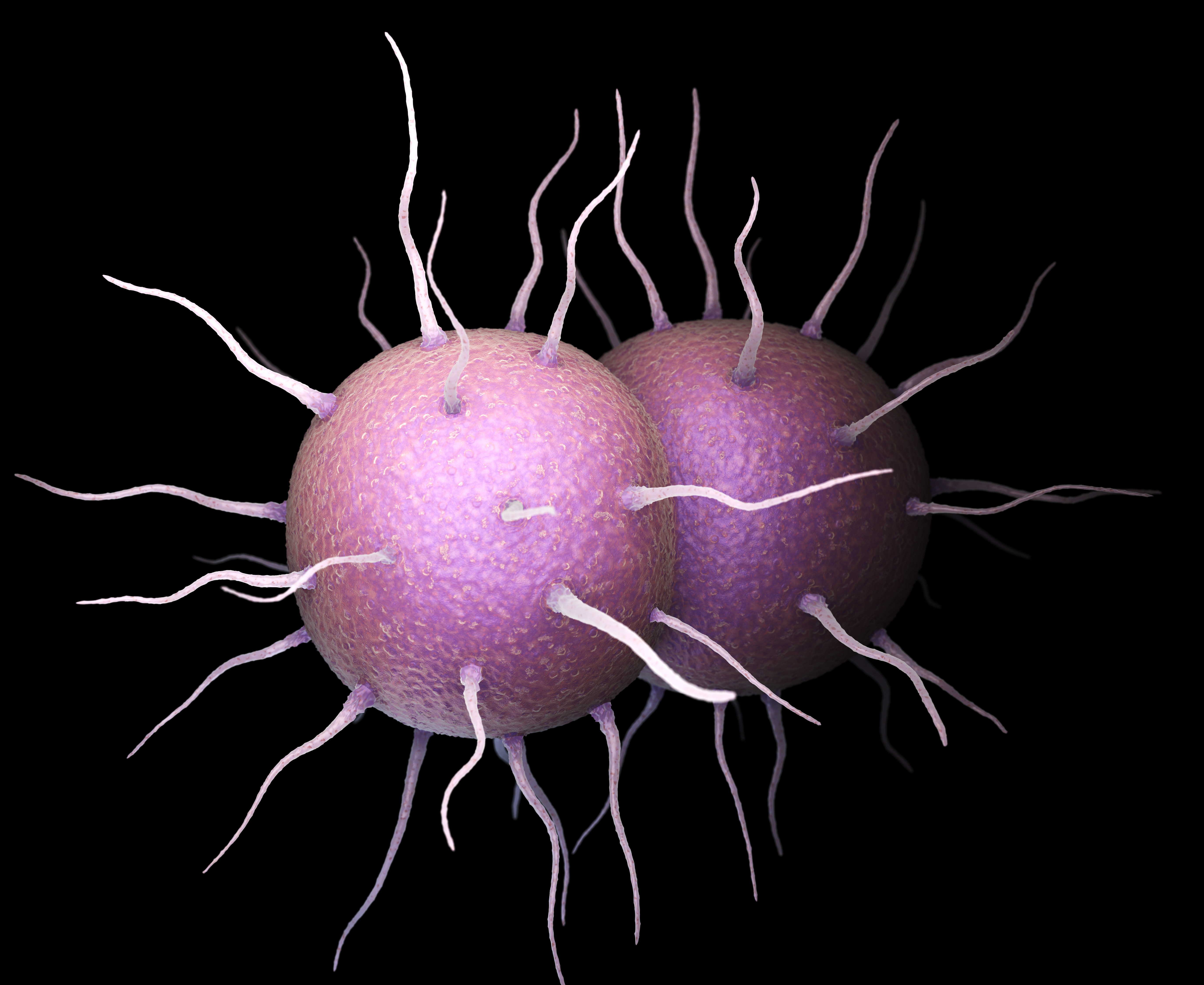 neisseria-gonorrhoeae-bacteria-2023-11-27-04-58-31-utc